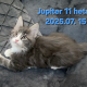 Jupiter Maine Coon kandúr kiscica