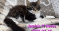 Jamina Maine Coon nőstény kiscica