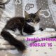 Jamina Maine Coon nőstény kiscica