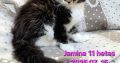 Jamina Maine Coon nőstény kiscica