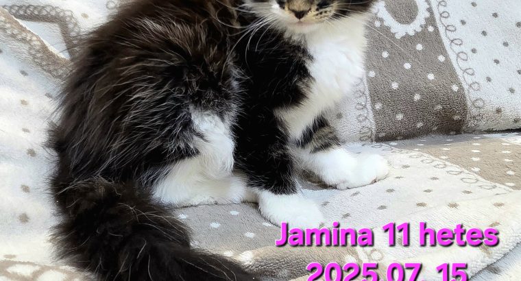 Jamina Maine Coon nőstény kiscica