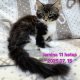 Jamina Maine Coon nőstény kiscica