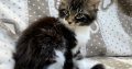 Jamina Maine Coon nőstény kiscica