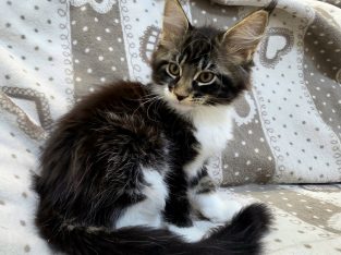 Jamina Maine Coon nőstény kiscica