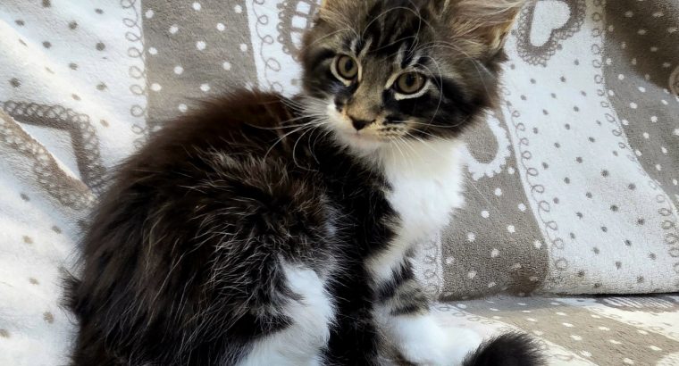 Jamina Maine Coon nőstény kiscica