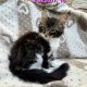 Jamina Maine Coon nőstény kiscica