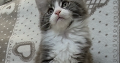 Jupiter Maine Coon kandúr kiscica