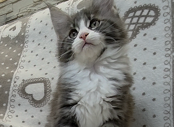 Jupiter Maine Coon kandúr kiscica