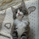 Jupiter Maine Coon kandúr kiscica