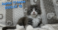 Jupiter Maine Coon kandúr kiscica