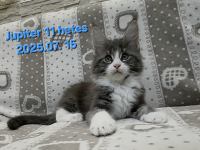 Jupiter Maine Coon kandúr kiscica