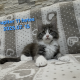 Jupiter Maine Coon kandúr kiscica