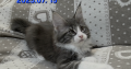 Jupiter Maine Coon kandúr kiscica