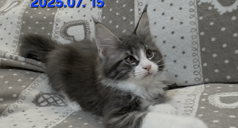 Jupiter Maine Coon kandúr kiscica