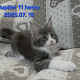 Jupiter Maine Coon kandúr kiscica