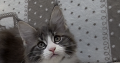 Jupiter Maine Coon kandúr kiscica