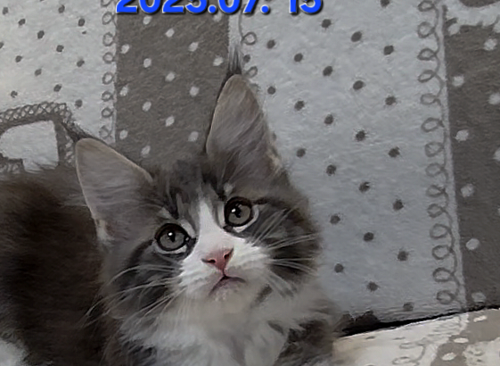 Jupiter Maine Coon kandúr kiscica