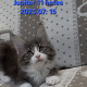 Jupiter Maine Coon kandúr kiscica