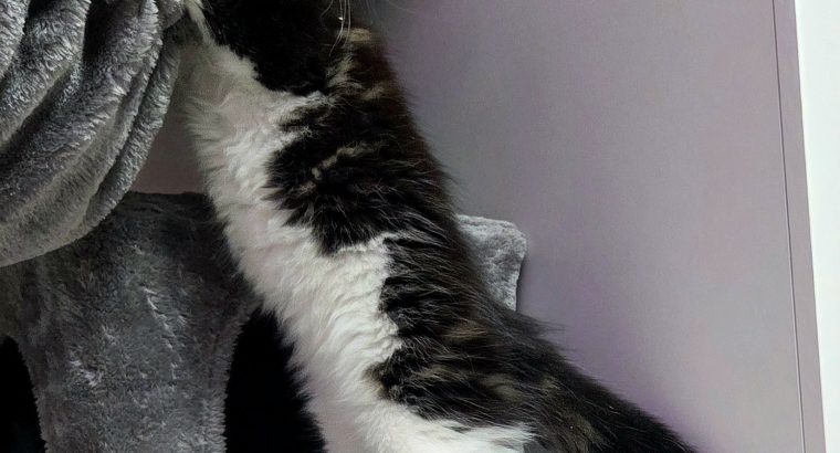 Jamina Maine Coon nőstény kiscica