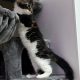 Jamina Maine Coon nőstény kiscica