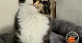 Jamina Maine Coon