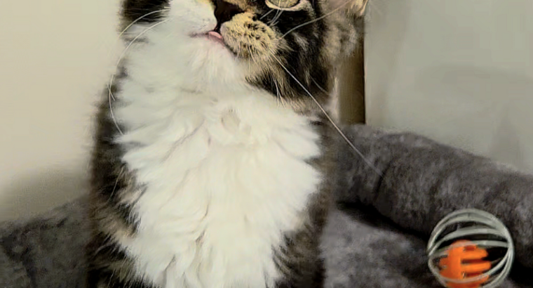 Jamina Maine Coon