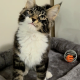 Jamina Maine Coon