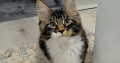 Jamina Maine Coon