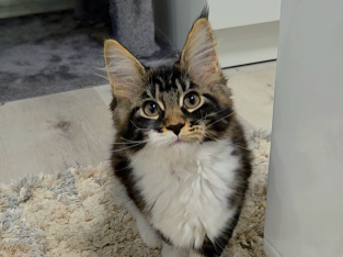 Jamina Maine Coon