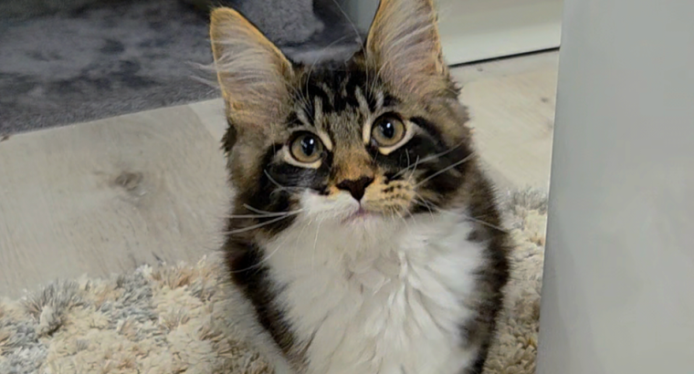 Jamina Maine Coon