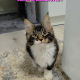 Jamina Maine Coon