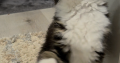 Jamina Maine Coon nőstény kiscica