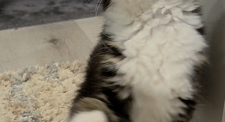 Jamina Maine Coon nőstény kiscica