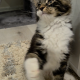 Jamina Maine Coon