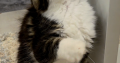 Jamina Maine Coon