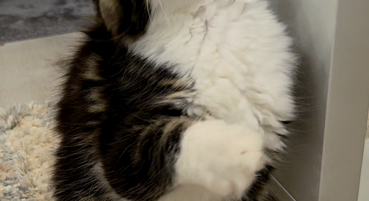 Jamina Maine Coon
