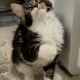 Jamina Maine Coon