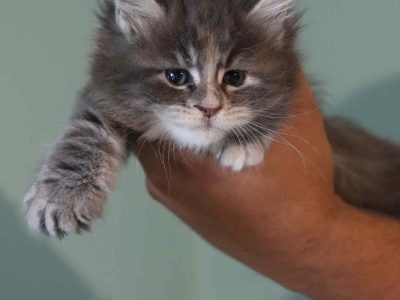 Bluecatsroyal Arianna