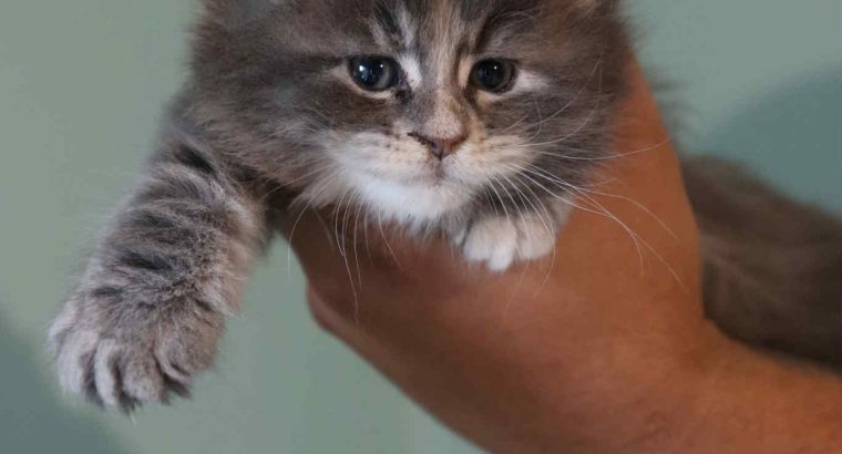 Bluecatsroyal Arianna