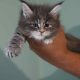 Bluecatsroyal Arianna