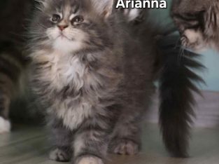 Bluecatsroyal Arianna
