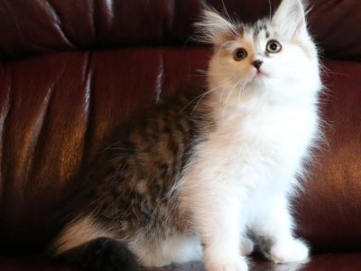 Szibériai kiskandúr,4 hónapos😺