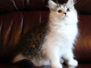 Szibériai kiskandúr,4 hónapos😺