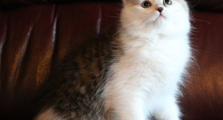 Szibériai kiskandúr,4 hónapos😺
