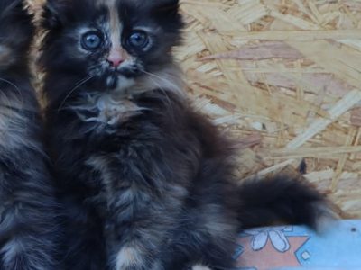 Különleges tortie szibériai lány