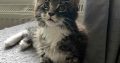 Maine coon kislány foglalható