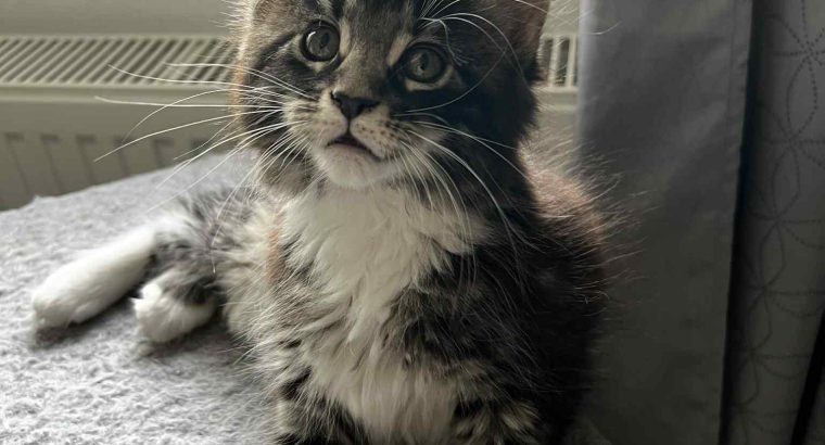 Maine coon kislány foglalható