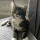 Maine coon kislány foglalható