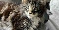 Maine coon kislány foglalható