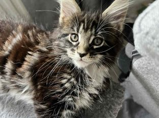 Maine coon kislány foglalható